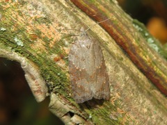 Acleris sparsana