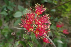 Metrosideros carminea