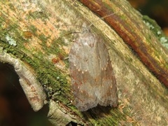 Acleris sparsana