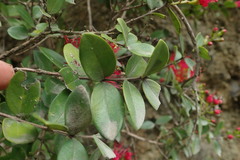 Metrosideros carminea