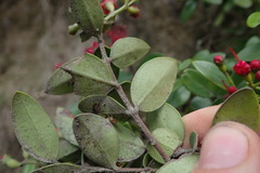 Metrosideros carminea