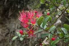 Metrosideros carminea