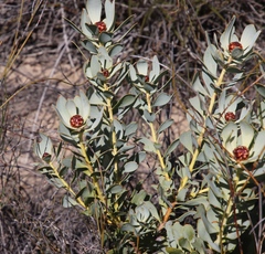 Leucadendron loranthifolium