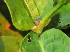 Rhinoncus inconspectus