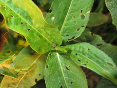 Rhinoncus bruchoides