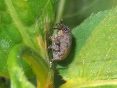 Rhinoncus bruchoides