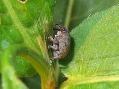 Rhinoncus bruchoides