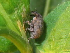 Rhinoncus bruchoides