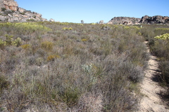 Leucadendron loranthifolium