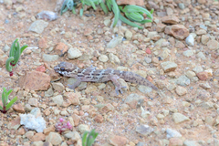 Pachydactylus formosus