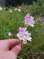 Freesia leichtlinii