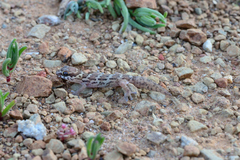Pachydactylus formosus