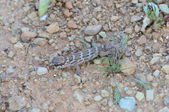 Pachydactylus formosus