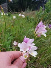 Freesia leichtlinii