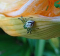 Australomisidia pilula