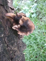Fungi