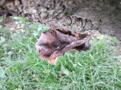 Fungi