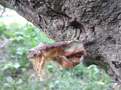 Fungi