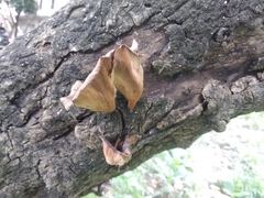 Fungi
