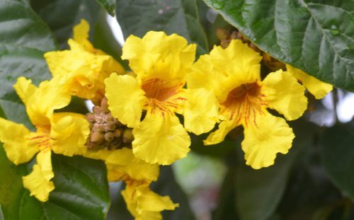 Markhamia lutea