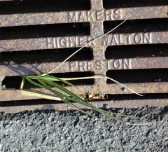 Austroderia richardii