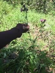 Cirsium remotifolium