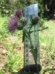 Cirsium remotifolium