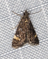 Heliothela ophideresana