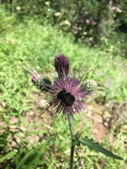 Cirsium remotifolium