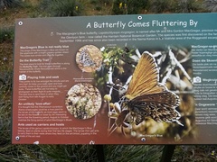 Lepidochrysops mcgregori