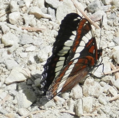Limenitis arthemis rubrofasciata