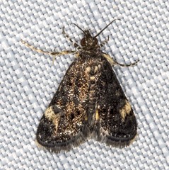 Heliothela ophideresana