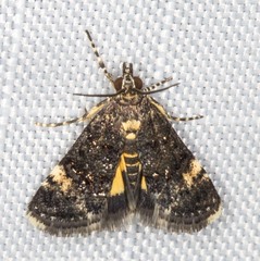 Heliothela ophideresana