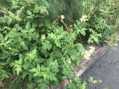 Bidens alba