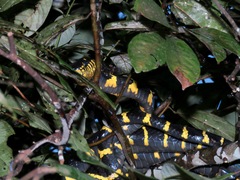 Boiga dendrophila
