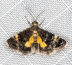 Heliothela ophideresana