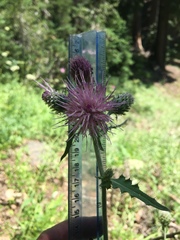 Cirsium remotifolium