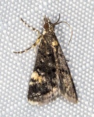 Heliothela ophideresana