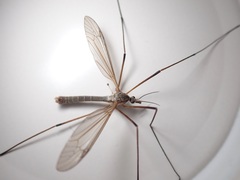 Tipula oleracea