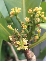 Elingamita johnsonii
