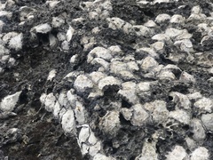 Saccostrea glomerata