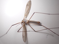 Tipula oleracea