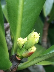 Elingamita johnsonii