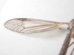 Tipula oleracea