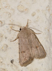 Caradrina kadenii
