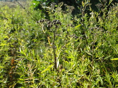 Achillea salicifolia