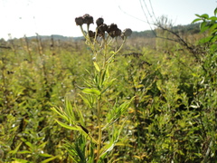 Achillea salicifolia