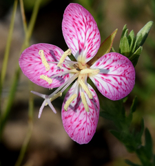 Oenothera canescens