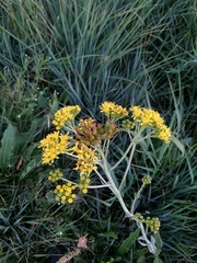 Senecio hydrophilus