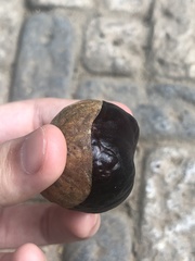 Aesculus chinensis